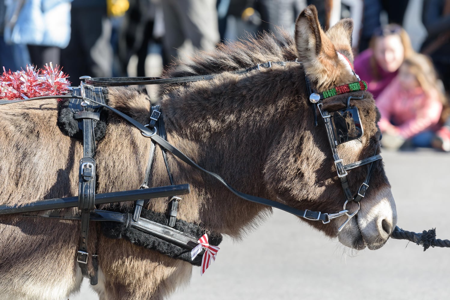 PHOTOS: 35th annual Lebanon Horse-Drawn Carriage Parade & Festival