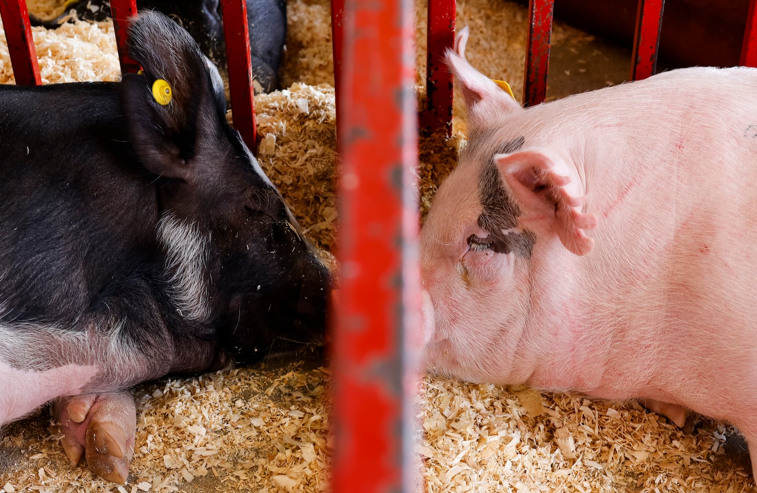 072423 Butler County Fair