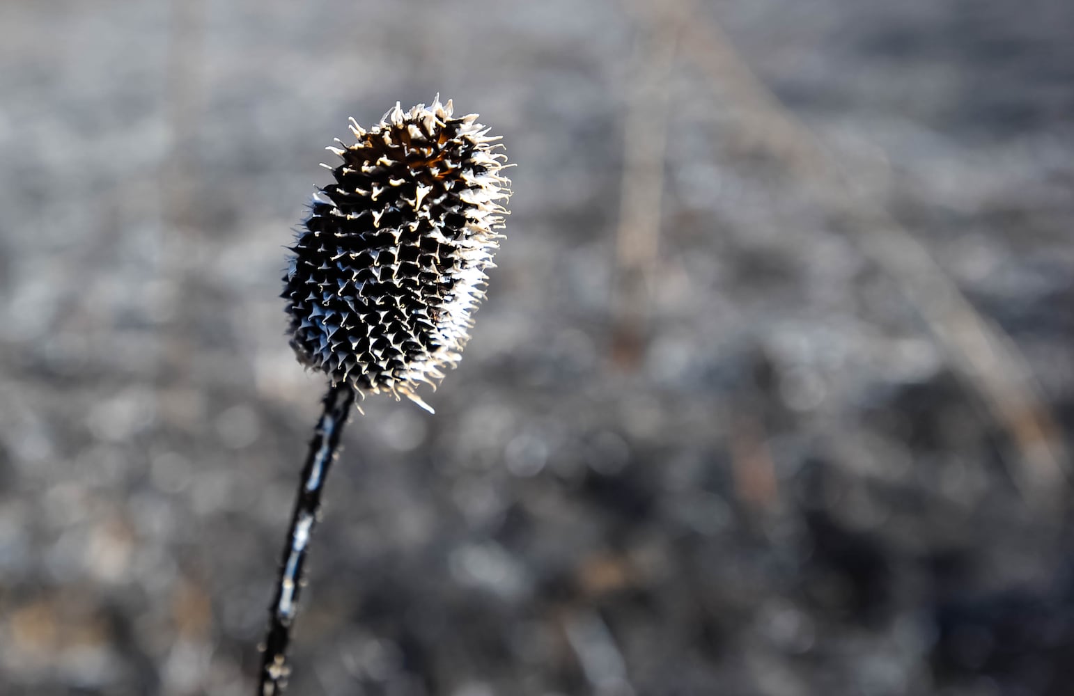 Controlled burns at Riverside Natural Area in Hamilton