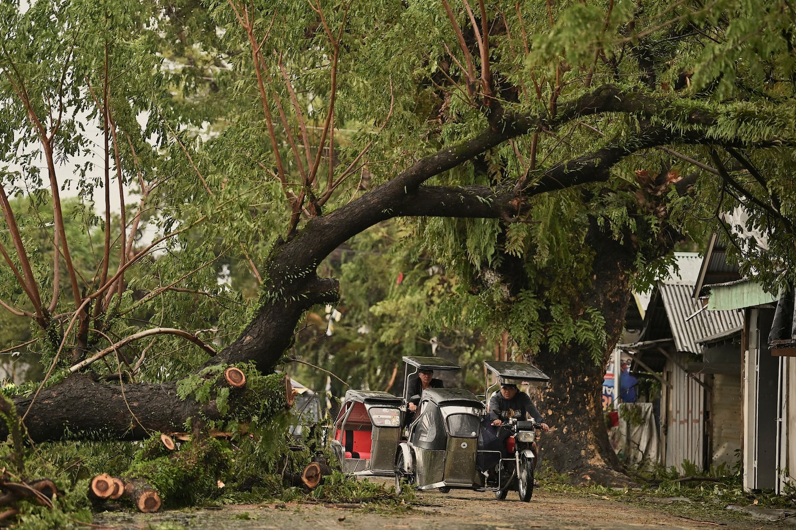 Motorists pass by toppled trees caused by strong winds from Typhoon Man-yi along a street in the municipality of Baler, Aurora province, northeastern Philippines Monday, Nov. 18, 2024. (AP Photo/Noel Celis)