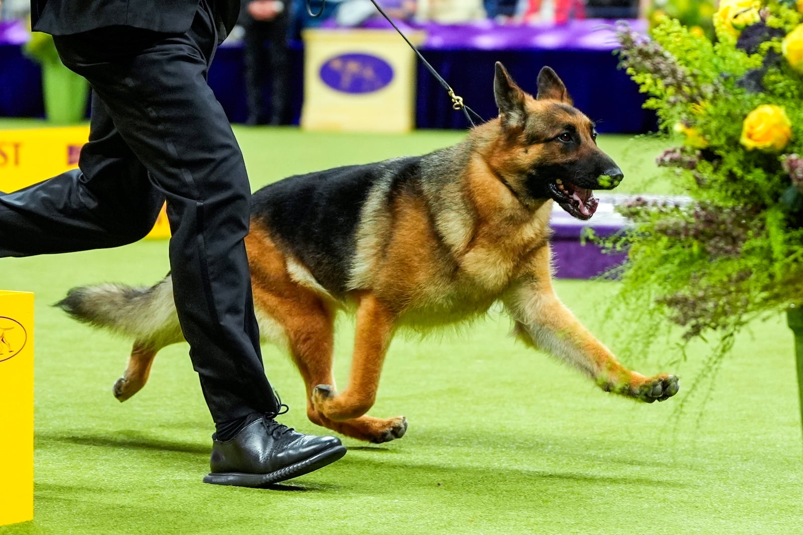 FILE — Mercedes, a German shepherd, takes part in the best in show competition at the 148th Westminster Kennel Club dog show, May 14, 2024, at the USTA Billie Jean King National Tennis Center in New York. (AP Photo/Julia Nikhinson, File)