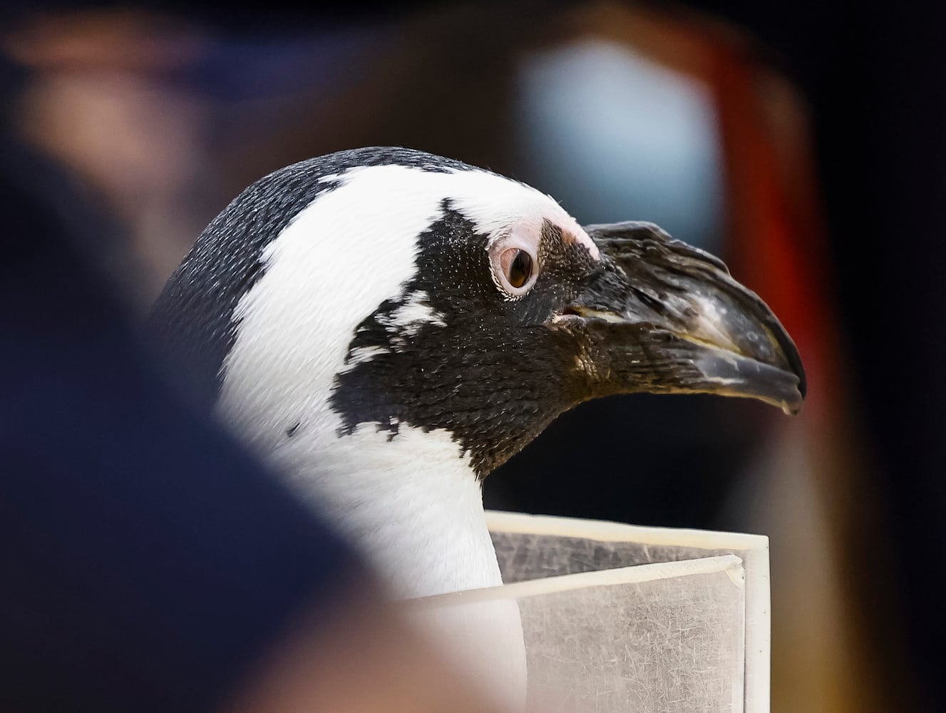 030122 penguin at Creekview elementary