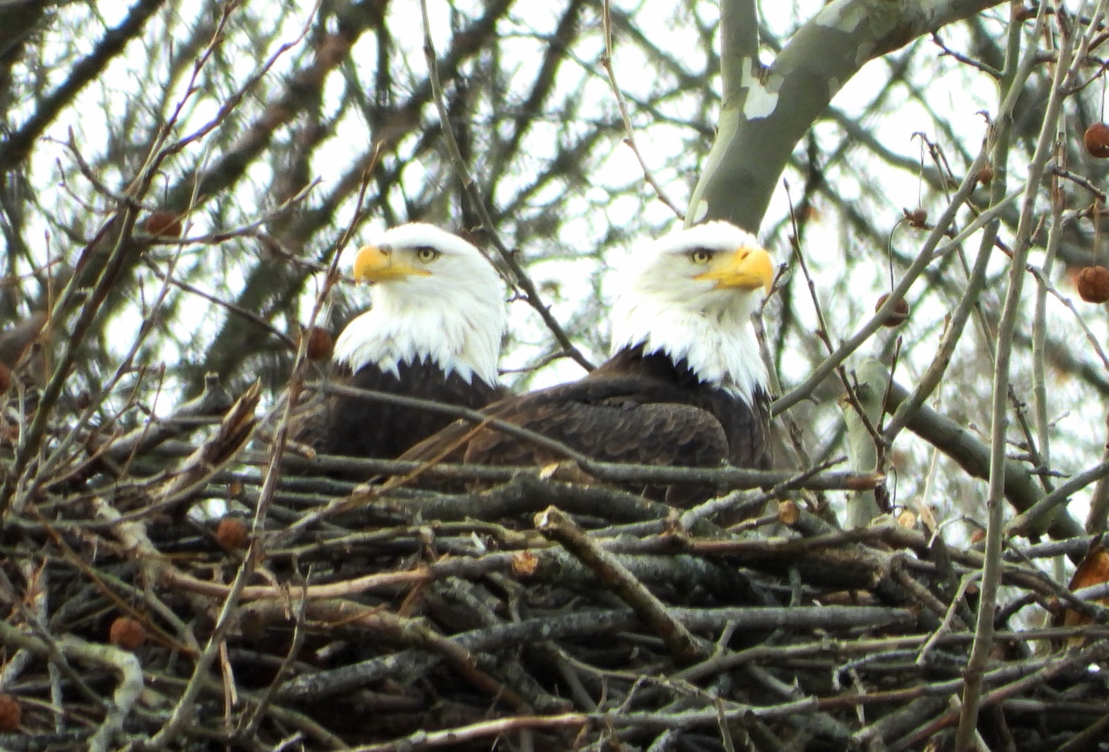 Orv and Willa, Carillon Historical Park's bald eagles photographed in 2018, have another egg in the nest for 2021. PHOTO COURTESY OF JIM WELLER