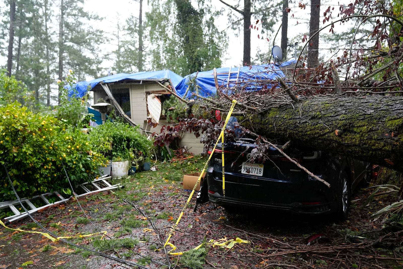 A downed tree destroys a vehicle and a property during a storm, Thursday, Nov. 21, 2024, in Forestville, Calif. (AP Photo/Godofredo A. Vásquez)