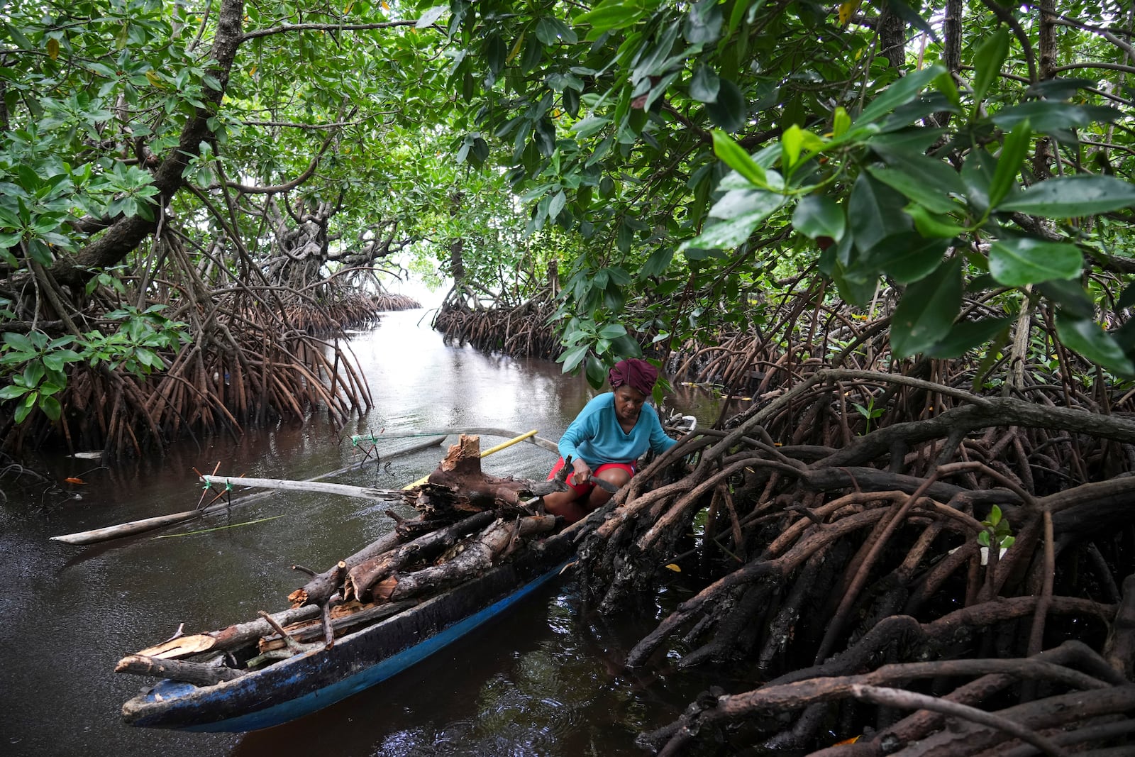 A woman on her boat collects firewood in a mangrove forest where only women are permitted to enter in Jayapura, Papua province, Indonesia on Wednesday, Oct. 2, 2024. (AP Photo/Firdia Lisnawati)