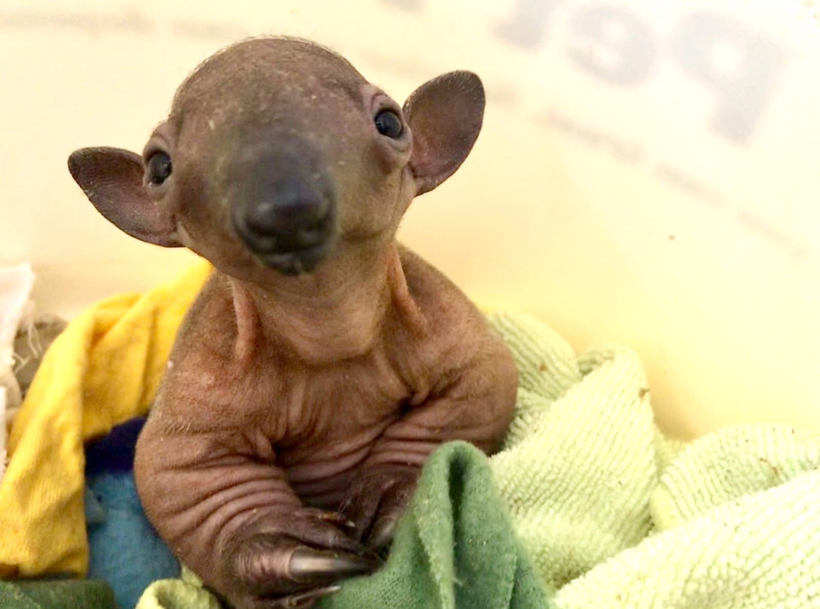 Mani, a tamandua born in December 2018, will be one of the zoo babies celebrated during the month of May at the Cincinnati Zoo. CINCINNATI ZOO