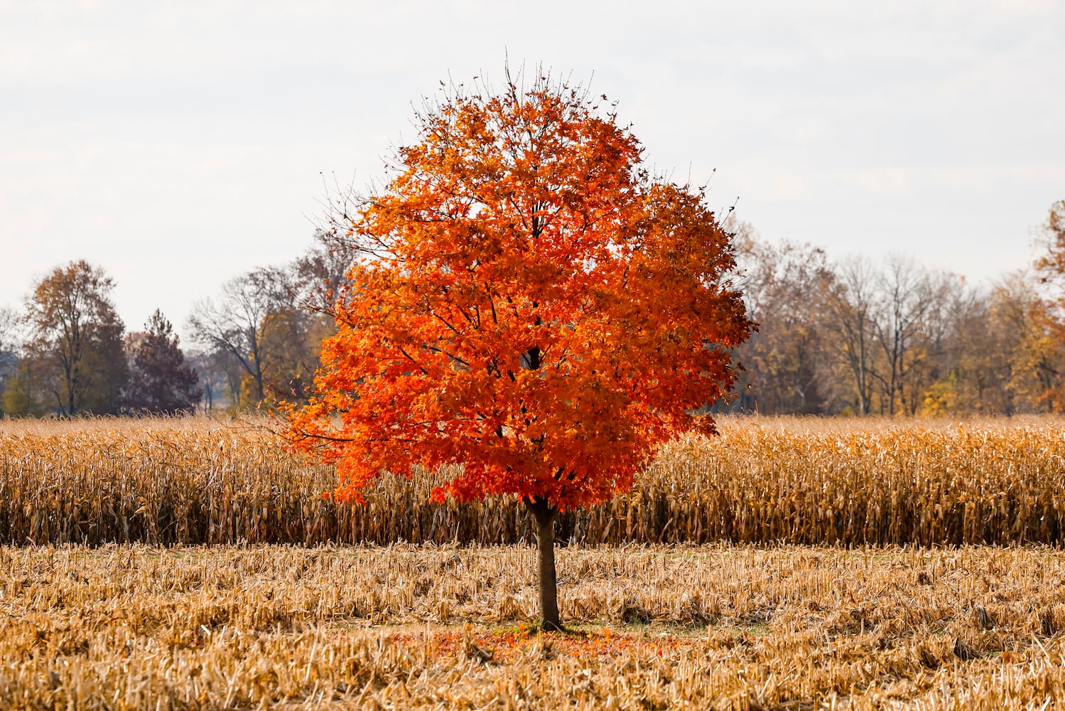 102622 fall colors butler county