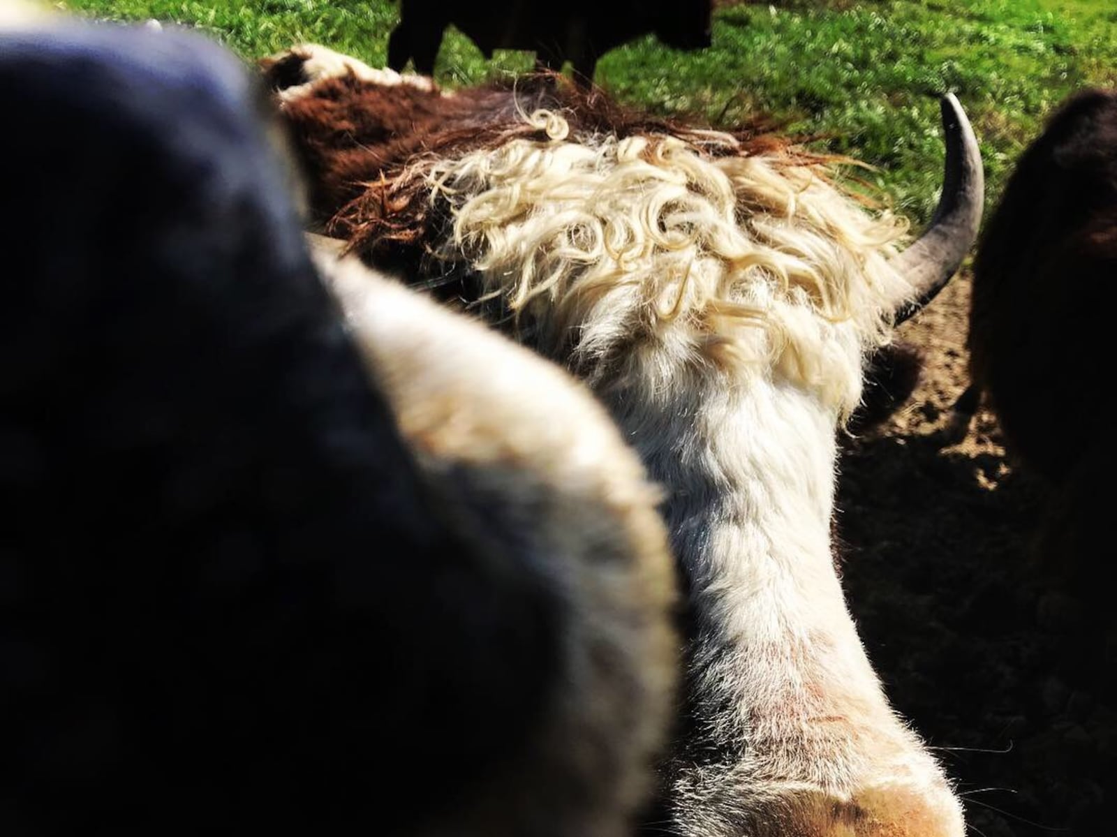 OH Yaks in Lebanon is the largest registered yak farm in Ohio.