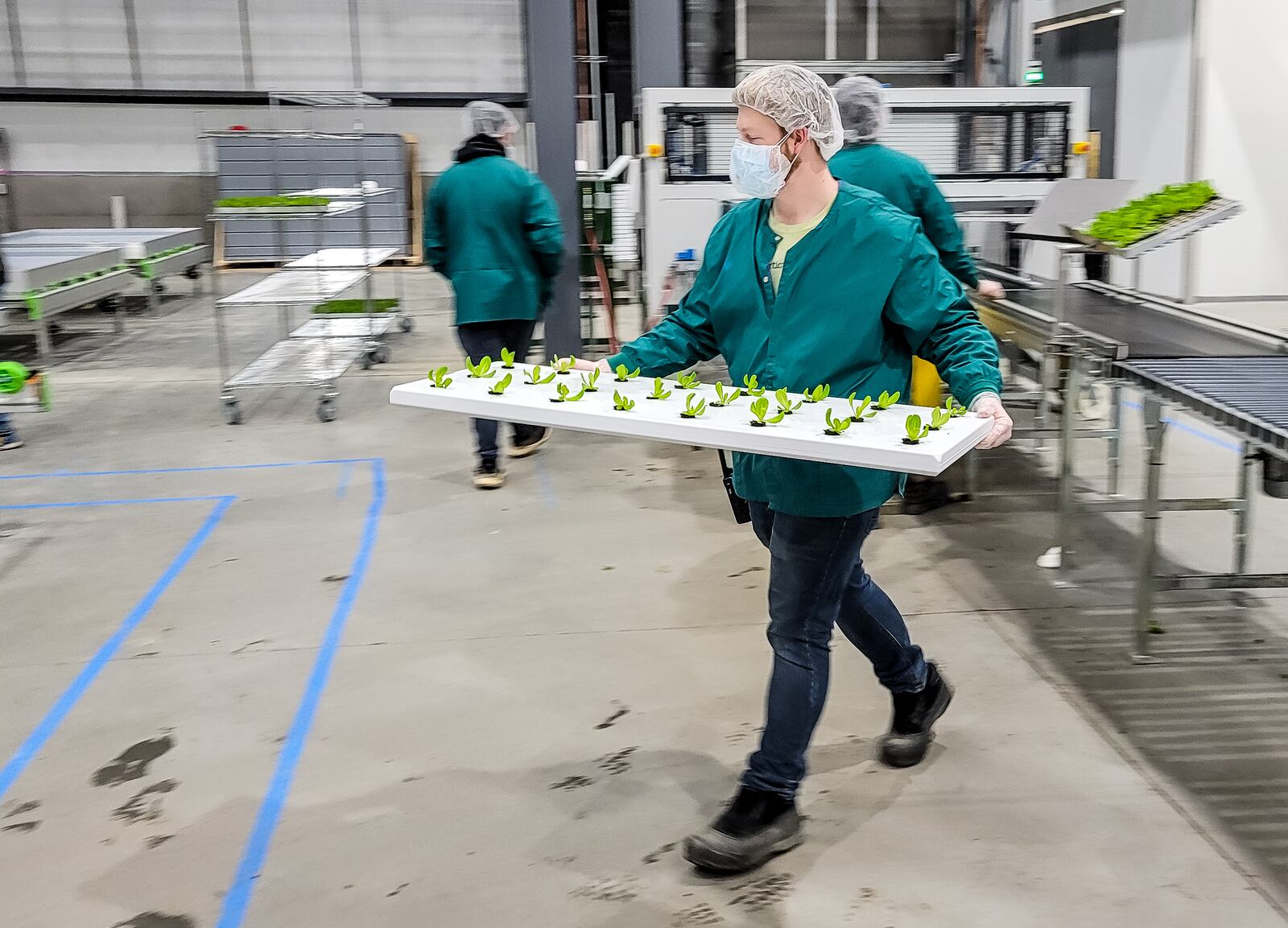 Alex Miller works at the transplant station at the new 80 Acres Farms, powered by Infinite Acres, Wednesday, January 13, 2021 in Hamilton. The new $30-million-plus, 62,000-square-foot vertical farming building will be able to ”grow more than 10-million healthy servings of fresh food each and every year," according to 80 Acres Farms CEO and co-founder Mike Zelkind. NICK GRAHAM / STAFF