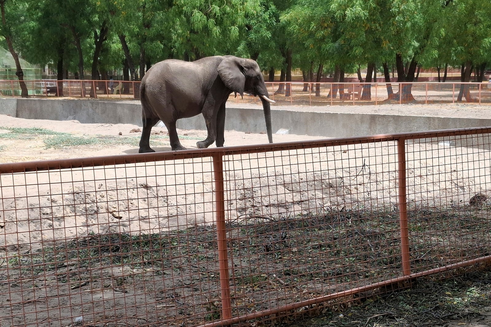 An elephant walks in an enclosure at a zoo in Maiduguri, Nigeria, Saturday, March 15, 2025. (AP Photo/Joshua Olatunji)