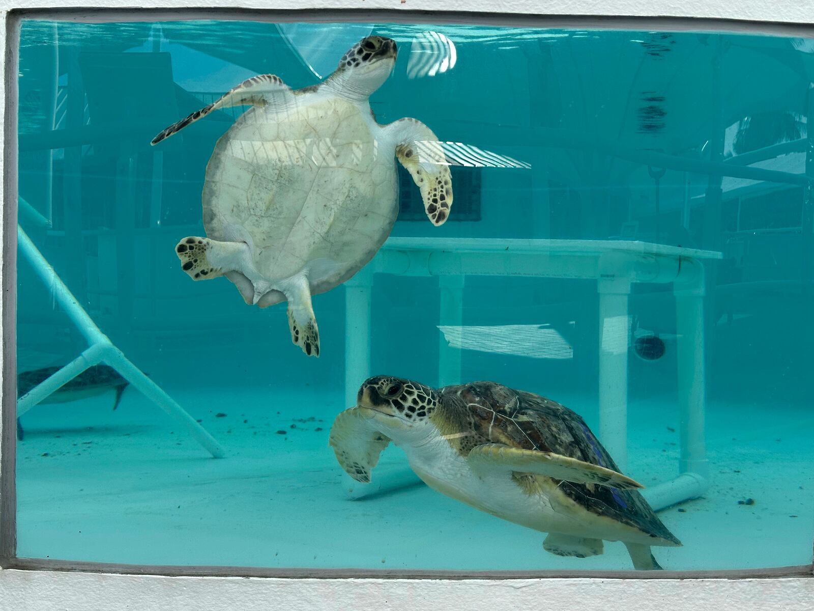 Green sea turtles being treated for cold stunning are seen swimming in a tank at Loggerhead Marinelife Center in Juno Beach, Fla. on Wednesday, Jan. 29, 2025. (AP Photo/Cody Jackson)