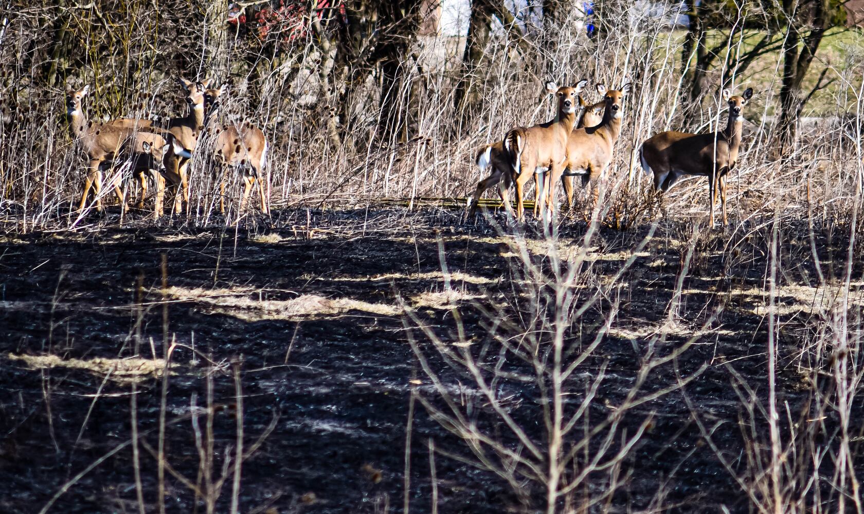 Controlled burns at Riverside Natural Area in Hamilton