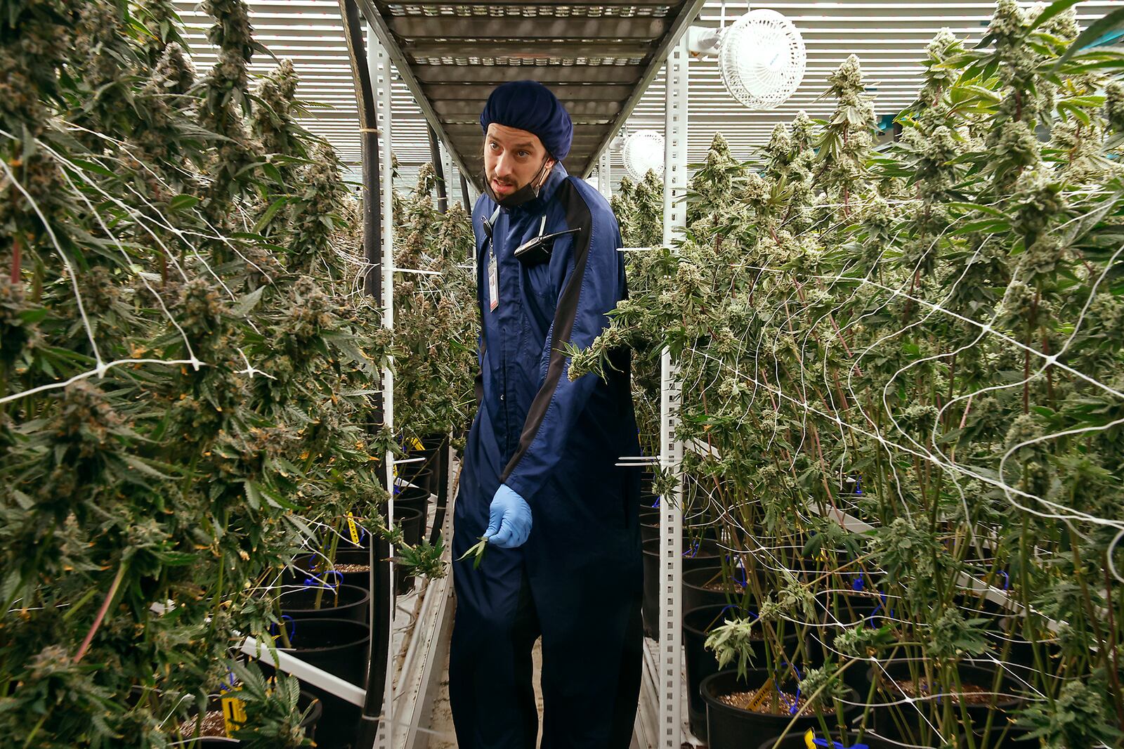 Cody Neidig, head of cultivation at Pure Ohio Wellness, walks through hundreds of flowering cannabis plants at their cultivation facility in Clark County Monday, Dec. 4, 2023. BILL LACKEY/STAFF