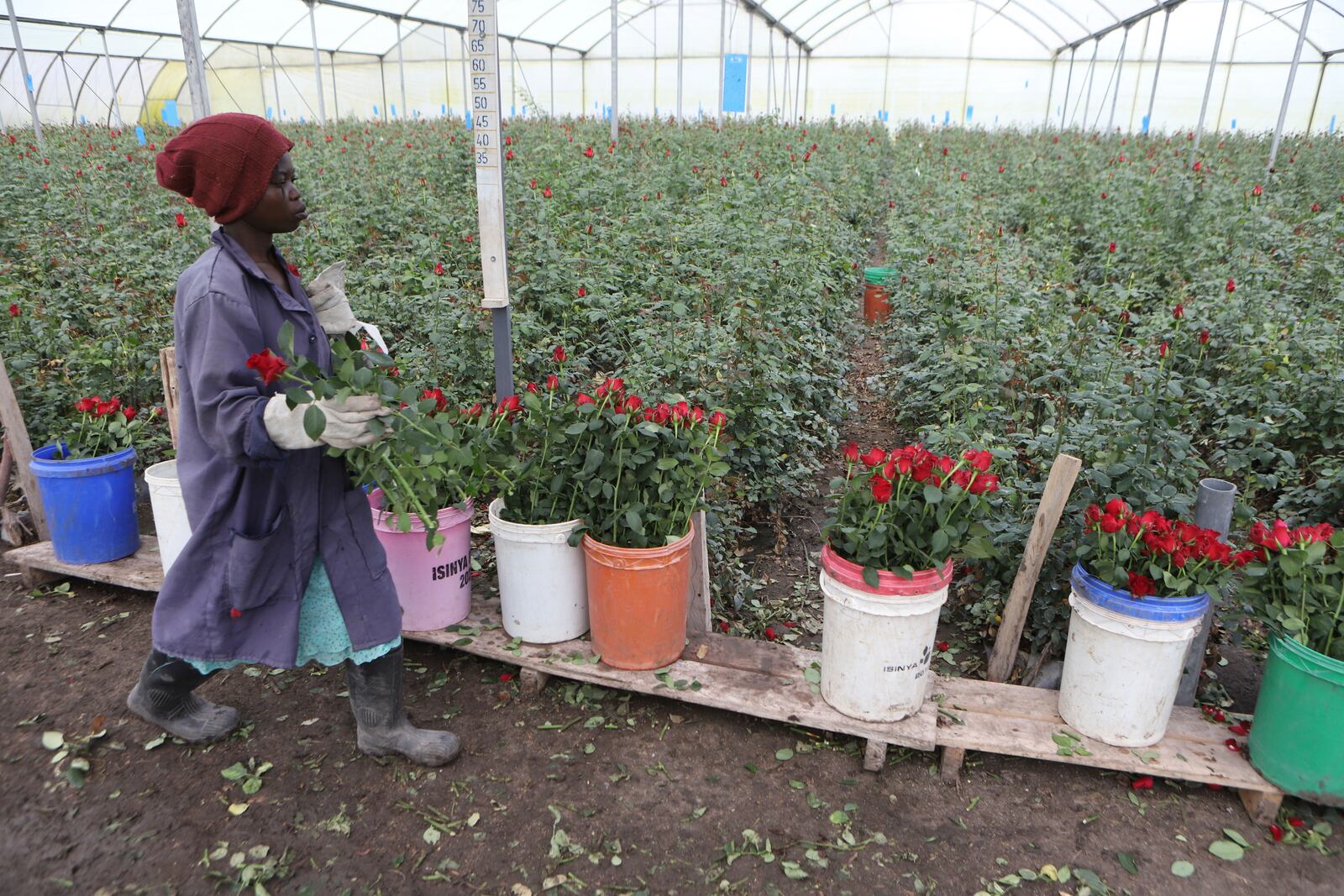 A worker picks roses at Isinya Roses Limited - Porini Flower farm in Kajiado County, Kenya Friday, Feb. 7, 2025. (AP Photo/Andrew Kasuku)