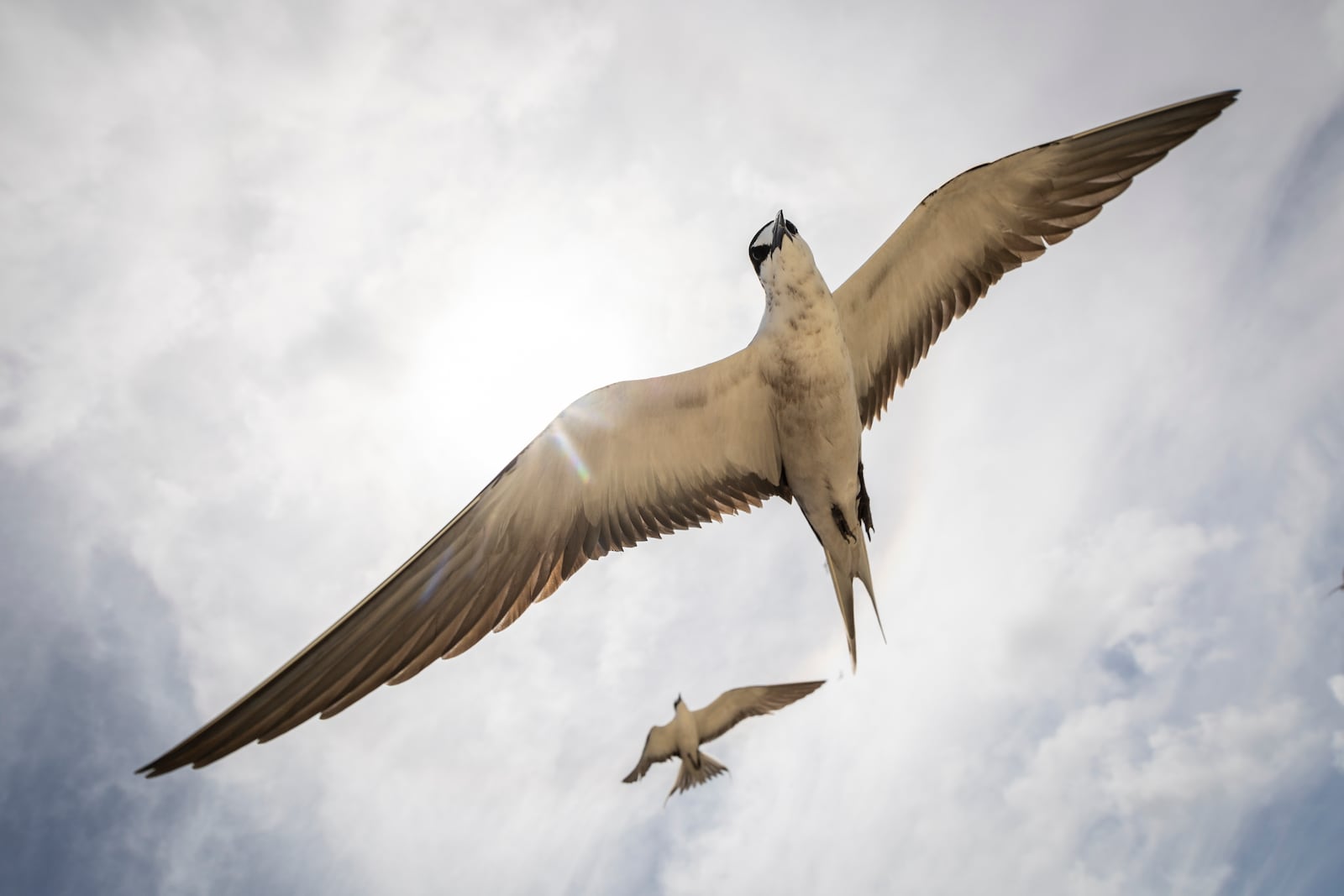 Bridled terns fly July 17, 2024, on Helen Island, Palau. (AP Photo/Yannick Peterhans)