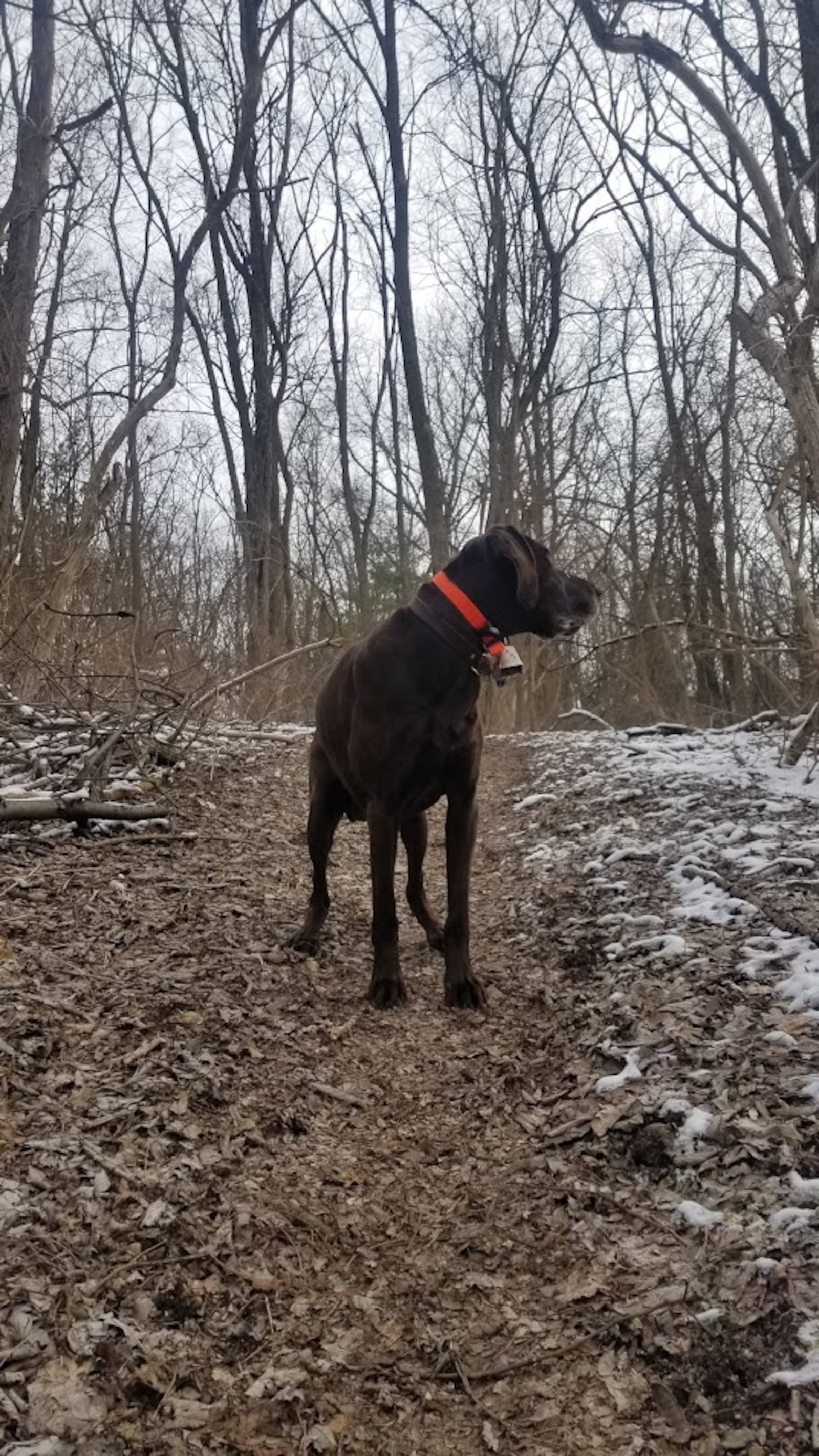 Author's German shorthair pointer Jürgen pauses on a late winter run. CONTRIBUTED PHOTO