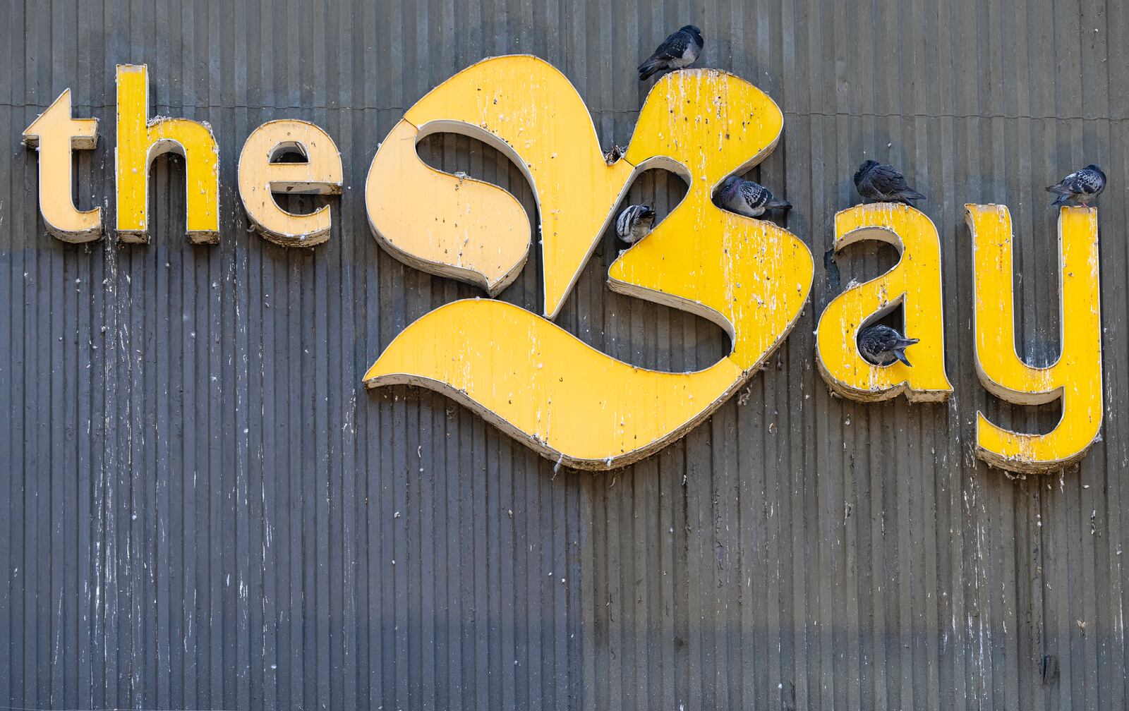 Pigeons roost on the Hudson's Bay department store sign in downtown Montreal, Monday, March 17, 2025. (Christinne Muschi/The Canadian Press via AP)