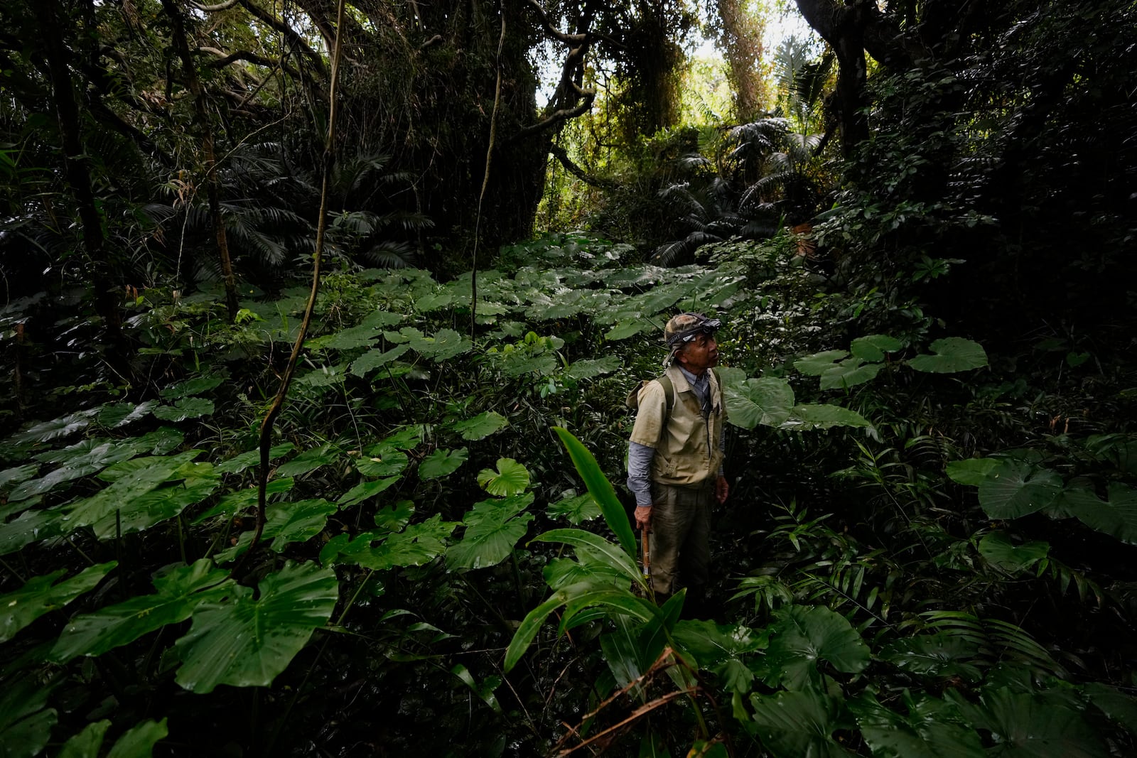 Takamatsu Gushiken pauses to look for an easier way out of the woods after searching for the remains of those who died during the Battle of Okinawa towards the end of the World War II in 1945, in Itoman, on the main island of the Okinawa archipelago, southern Japan, Sunday, Feb. 16, 2025. (AP Photo/Hiro Komae)