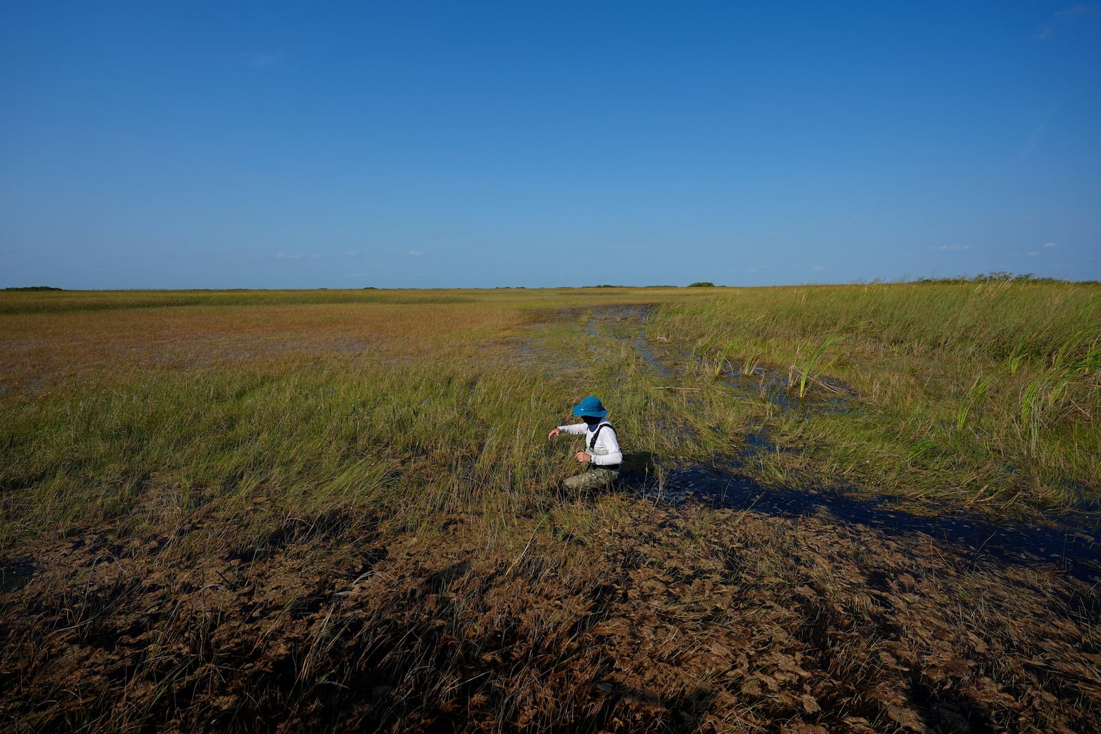 Florida International University research specialist Rafael Travieso wades through hip deep water in Shark River Slough to collect water samples in Florida's Everglades National Park, Tuesday, May 14, 2024. (AP Photo/Rebecca Blackwell)