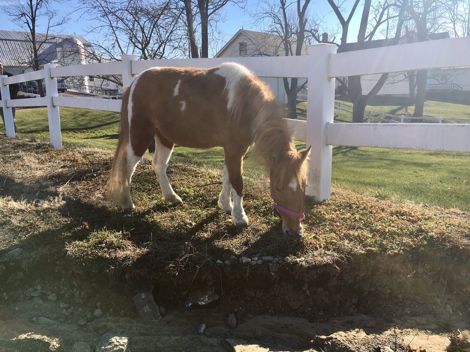 Abandoned miniature horse Sandy enjoys a grassy snack on the Butler Tech Animal Science Center’s campus in Monroe. Sandy was found wandering one night in October near the city’s heavily traveled roads.