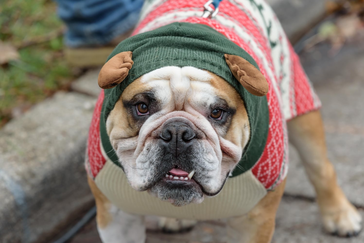 PHOTOS: 2024 Christmas in Historic Springboro Parade & Festival