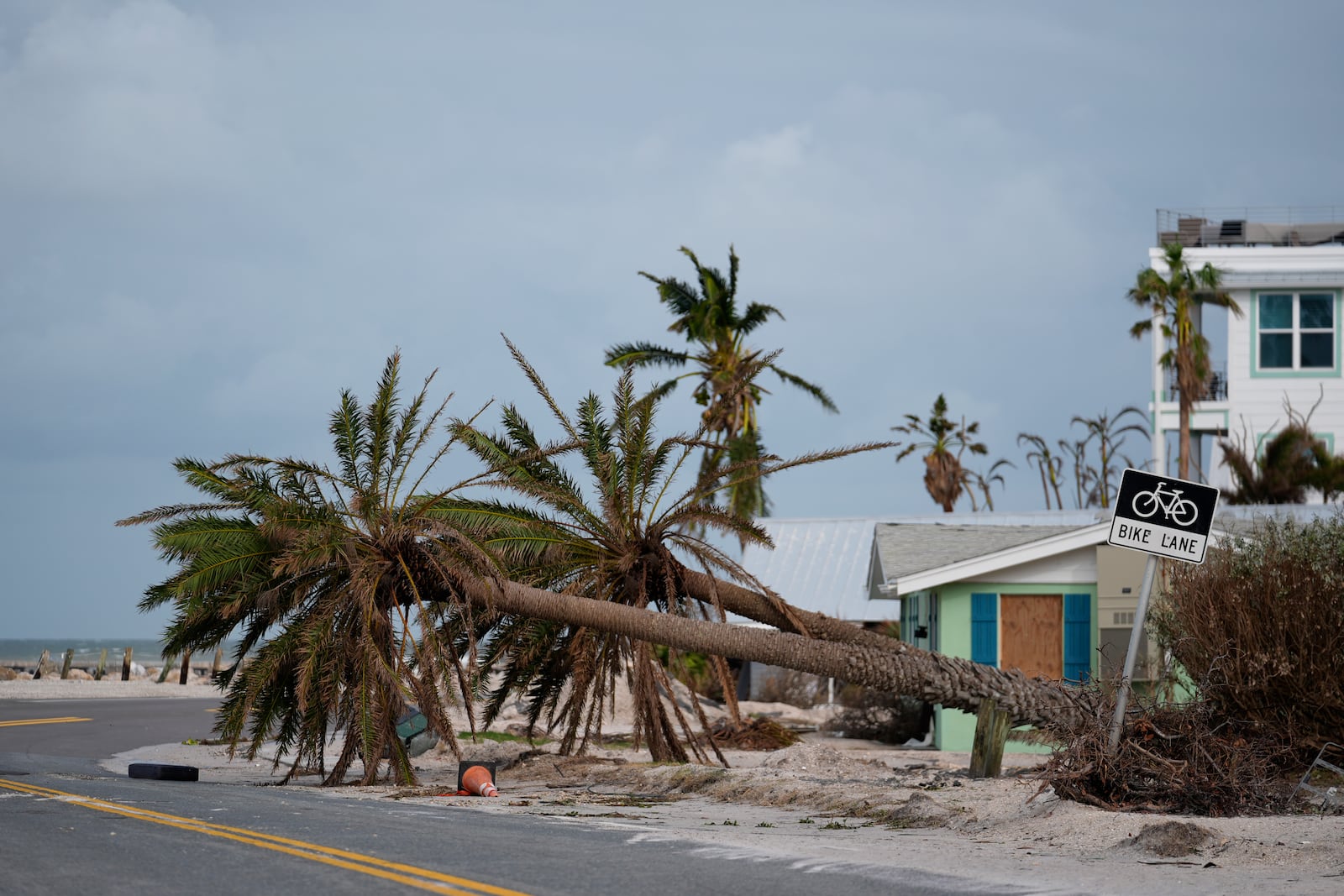 Toppled palm trees lie along the road after the passage of Hurricane Milton, in Bradenton Beach on Anna Maria Island, Fla., Thursday, Oct. 10, 2024. (AP Photo/Rebecca Blackwell)