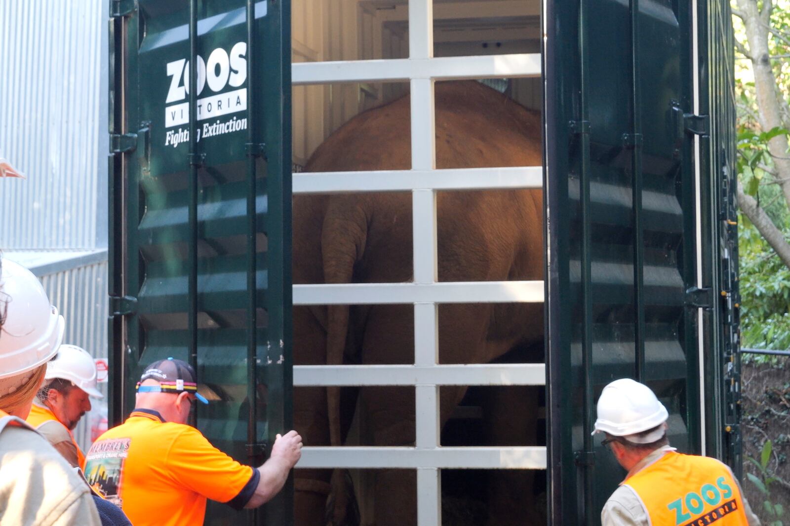 In this photo provided by Zoos Victoria on Thursday, Feb. 13, 2025, workers handle the doors on a shipping container with an elephant loaded as part of a program in Australia to move a herd of Asian elephants from Melbourne Zoo to Werribee Open Range Zoo. (Zoos Victoria via AP)