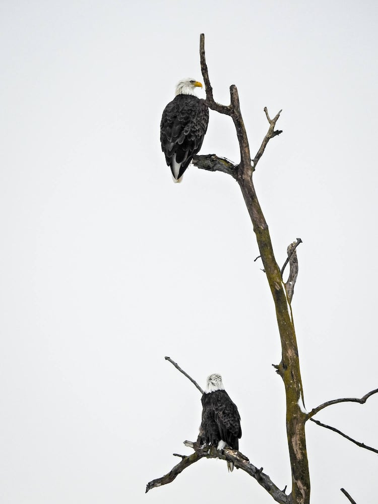 Bald Eagles in Butler County