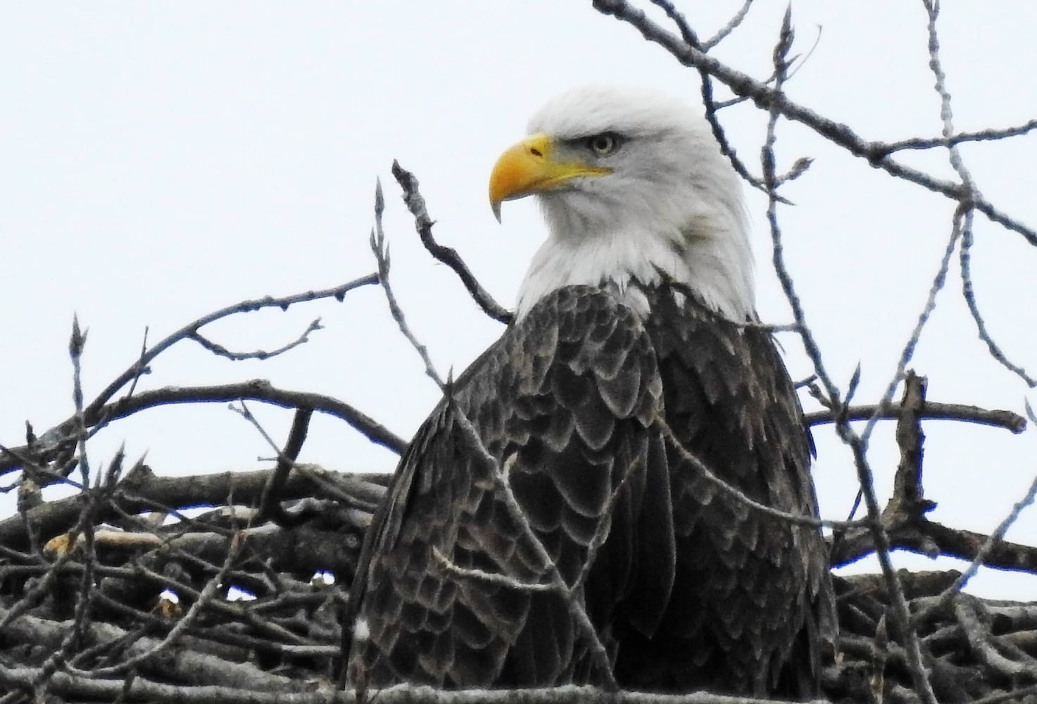 Bald Eagles in Butler County