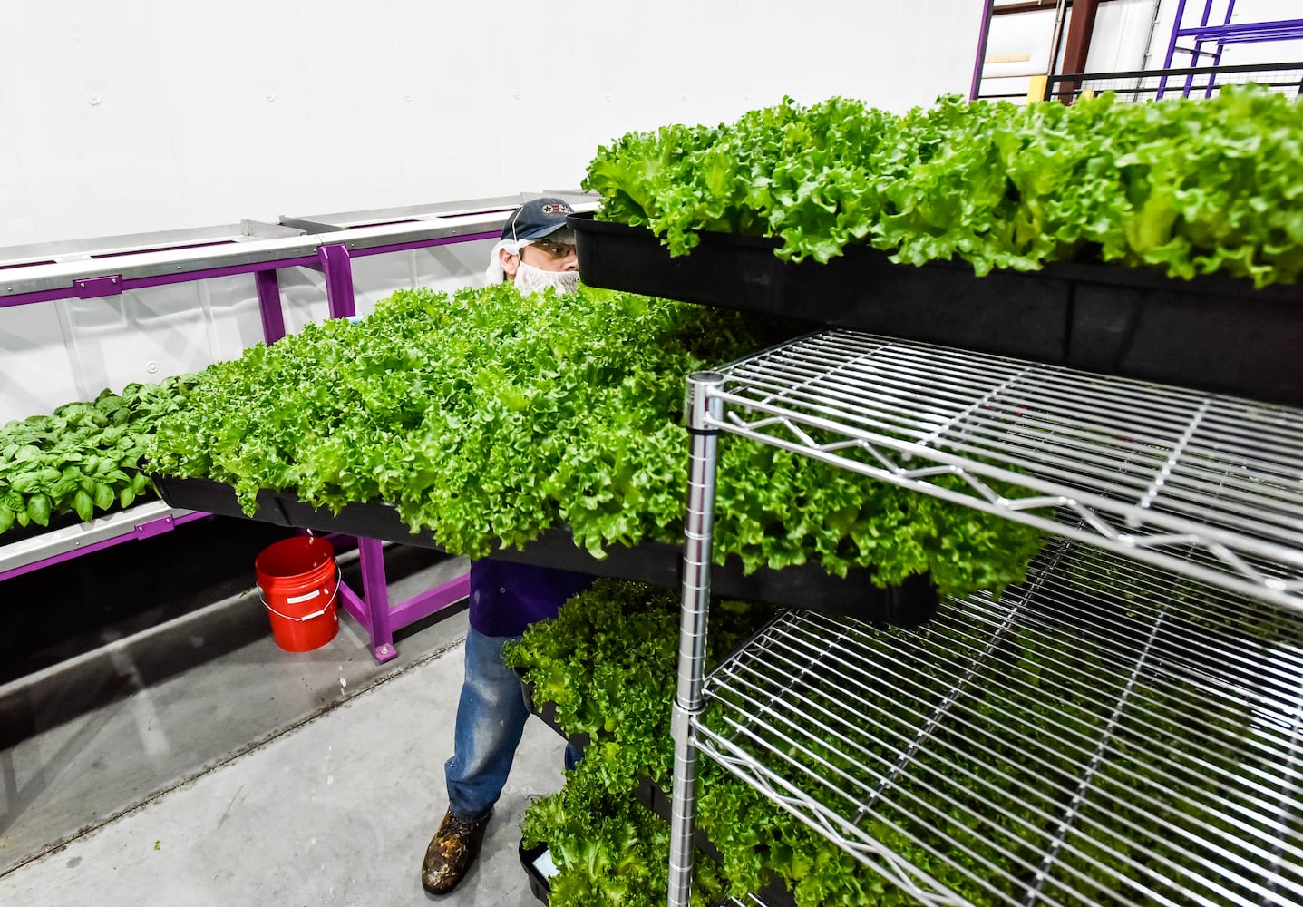 80 Acres Farm indoor grow facility in Hamilton