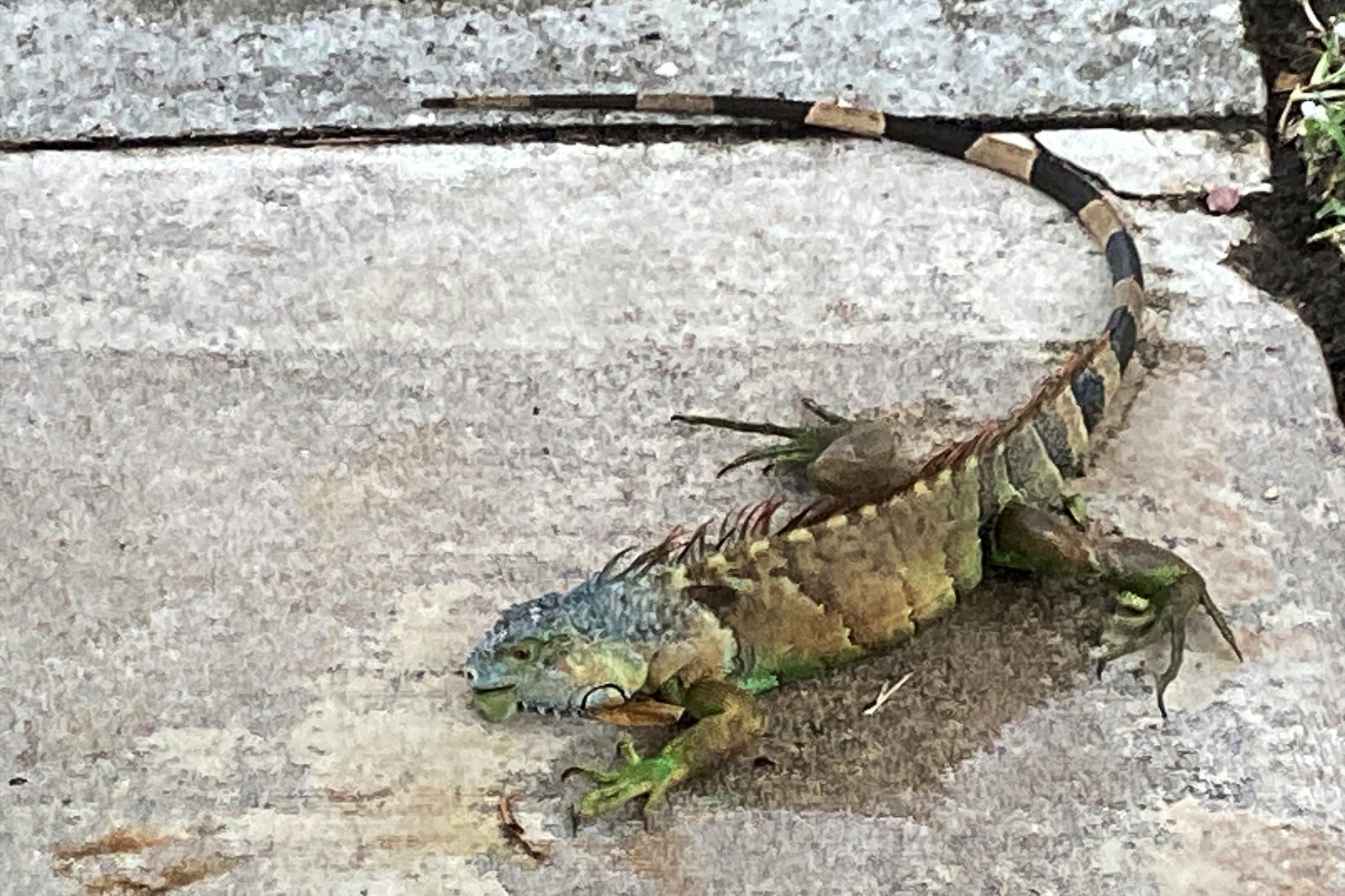 FILE - An iguana lies on a sidewalk on a cold morning on Tuesday, Dec. 27, 2022, in Plantation, Fla. If temperatures drop below 40 F (5 C), iguanas can start dropping from trees as they become immobilized until temperatures increase enough for them to move around again. (AP Photo/Terry Spencer, File)