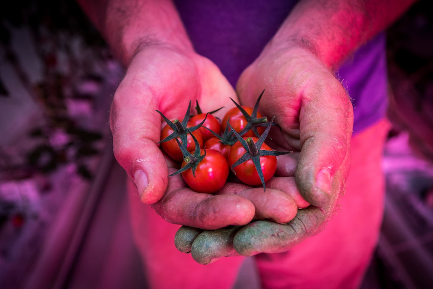 80 Acres Farms now operating in downtown Hamilton