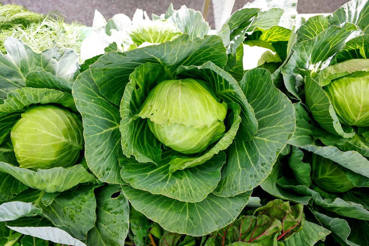 061423 Middletown Farmers Market