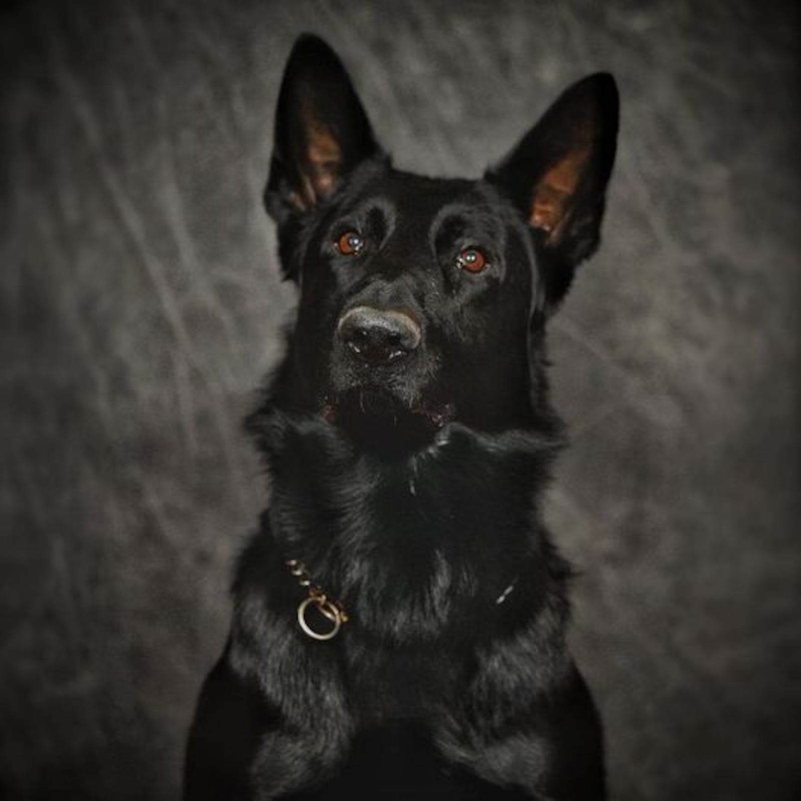 Franklin Police Department K-9 Fury was killed in a traffic accident Saturday, and two officers suffered minor injuries when the police vehicle they were in was hit by another driver.