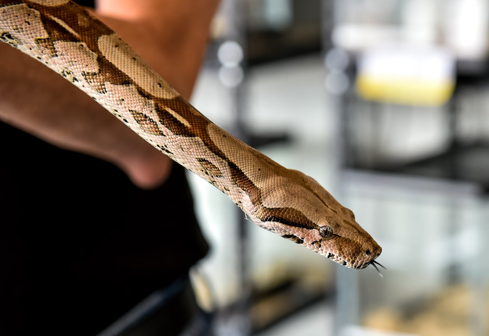 Jim Bright has opened The Reptile Pit on Main Street in Hamilton. The store has a variety of snakes, lizards, scorpions, spiders and more for sale. This is a redtail boa. NICK GRAHAM / STAFF