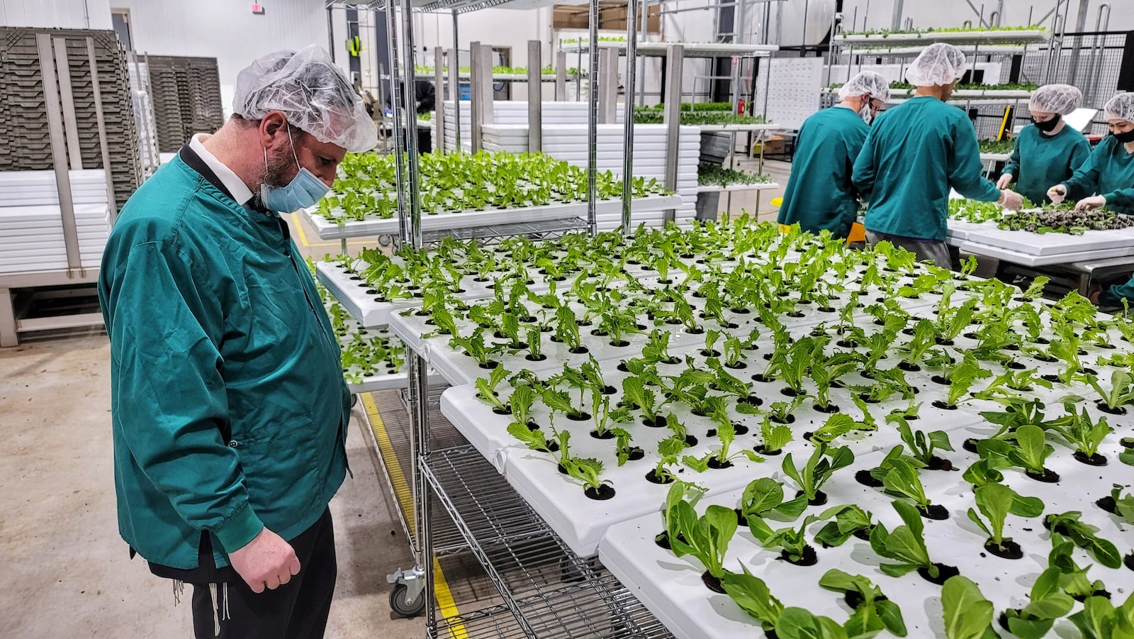 80 Acres Farms produce has been certified insect free and Pareve by Central Kosher. Rabbi Avrohom Weinrib inspected the facility Friday, March 12 and performed tests to verify products were insect free. NICK GRAHAM / STAFF