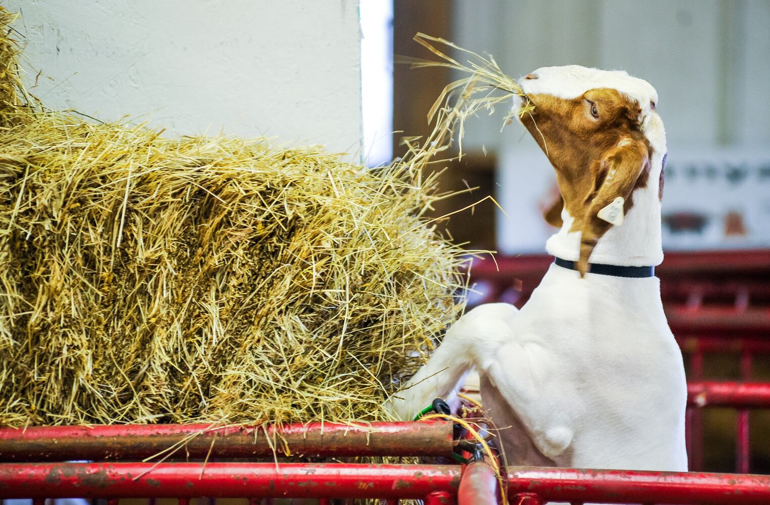 Scenes from the Butler County Fair 2019