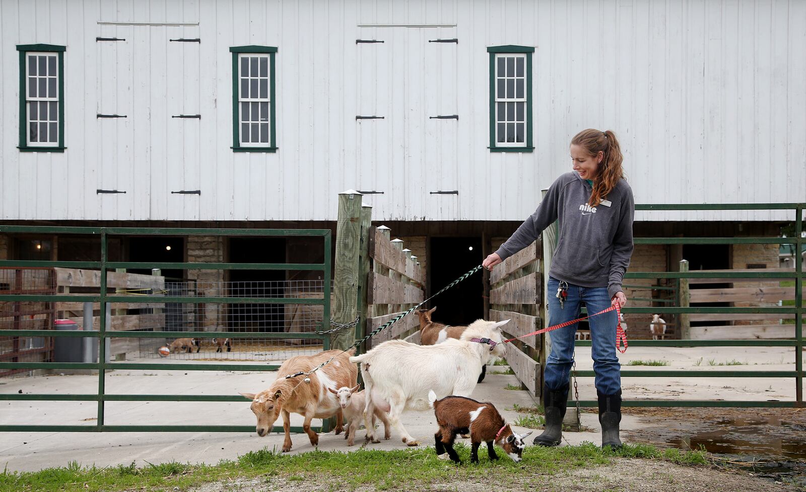 Mindy Lloyd, a large animal verterinary technician at Aullwood Farm, leads animals from the barn. A variety of young animals will be on view at Farm Babies Fest at Aullwood Farm May 18 and 19. âLISA POWELL / STAFF