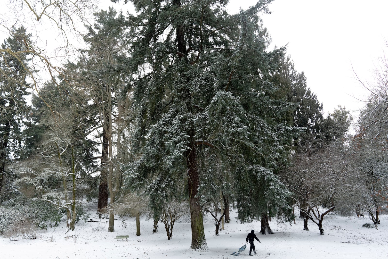 A person pulls a sled at Laurelhurst park on Thursday, Feb. 13, 2025, in Portland, Ore. (AP Photo/Jenny Kane)