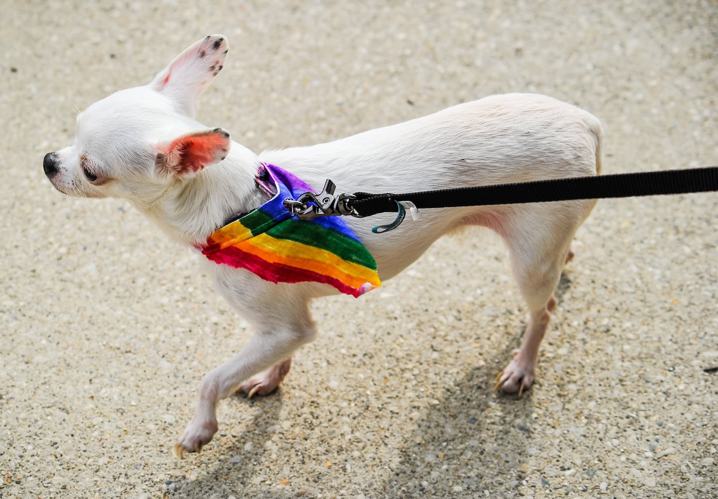 Hundreds attend 2019 PRIDE event in Middletown