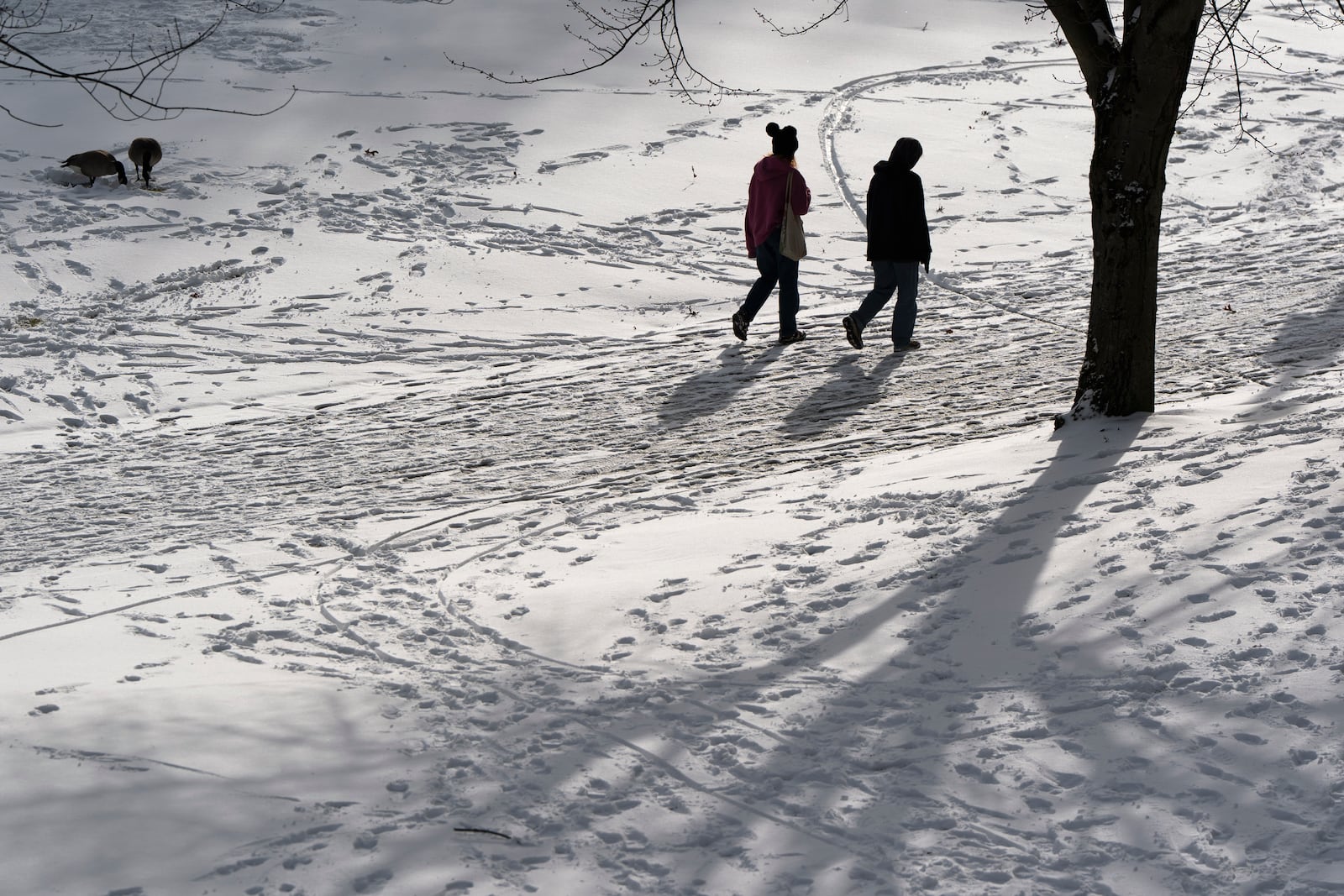 People walk through snow past a pair of geese at Waterfront Park on Thursday, Feb. 13, 2025, in Portland, Ore. (AP Photo/Jenny Kane)