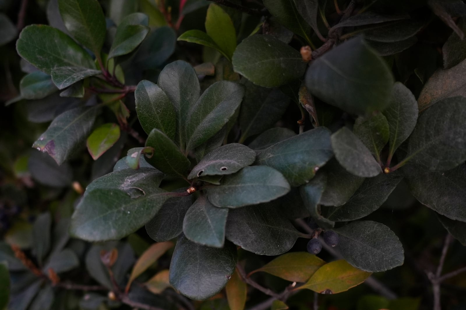 Ash from wildfires lingers on leaves Wednesday, Jan. 22, 2025, outside Canyon Charter Elementary School in Santa Monica, Calif. (AP Photo/Brittany Peterson)