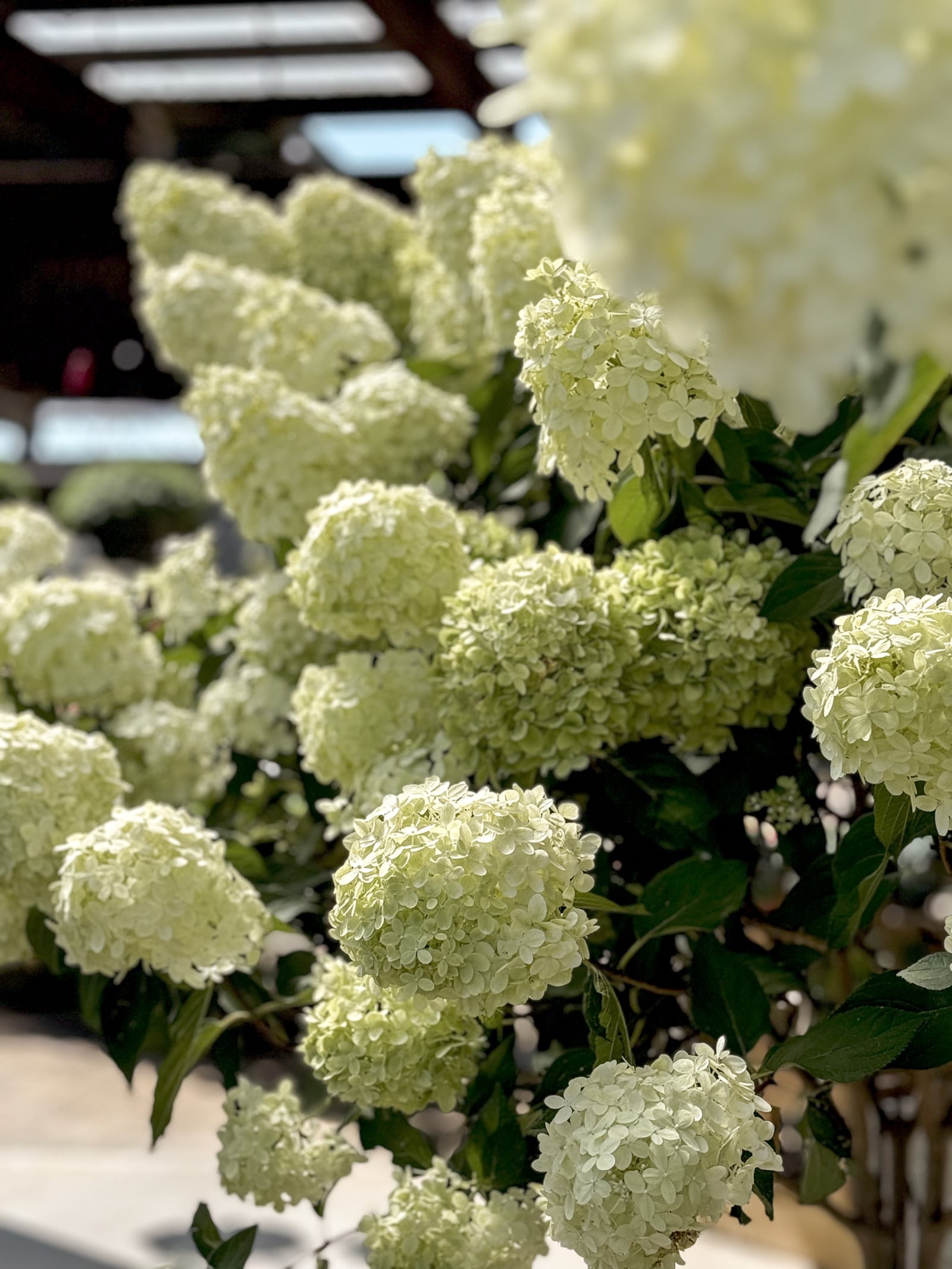 Hydrangeas plants and trees are popular, and now is the best time to plant them. CONTRIBUTED