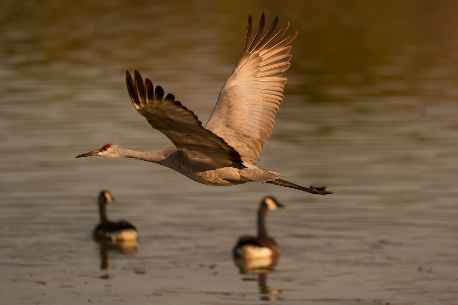 A sandhill crane flies at the Wheeler National Wildlife Refuge, Monday, Jan. 13, 2025, in Decatur, Ala. (AP Photo/George Walker IV)