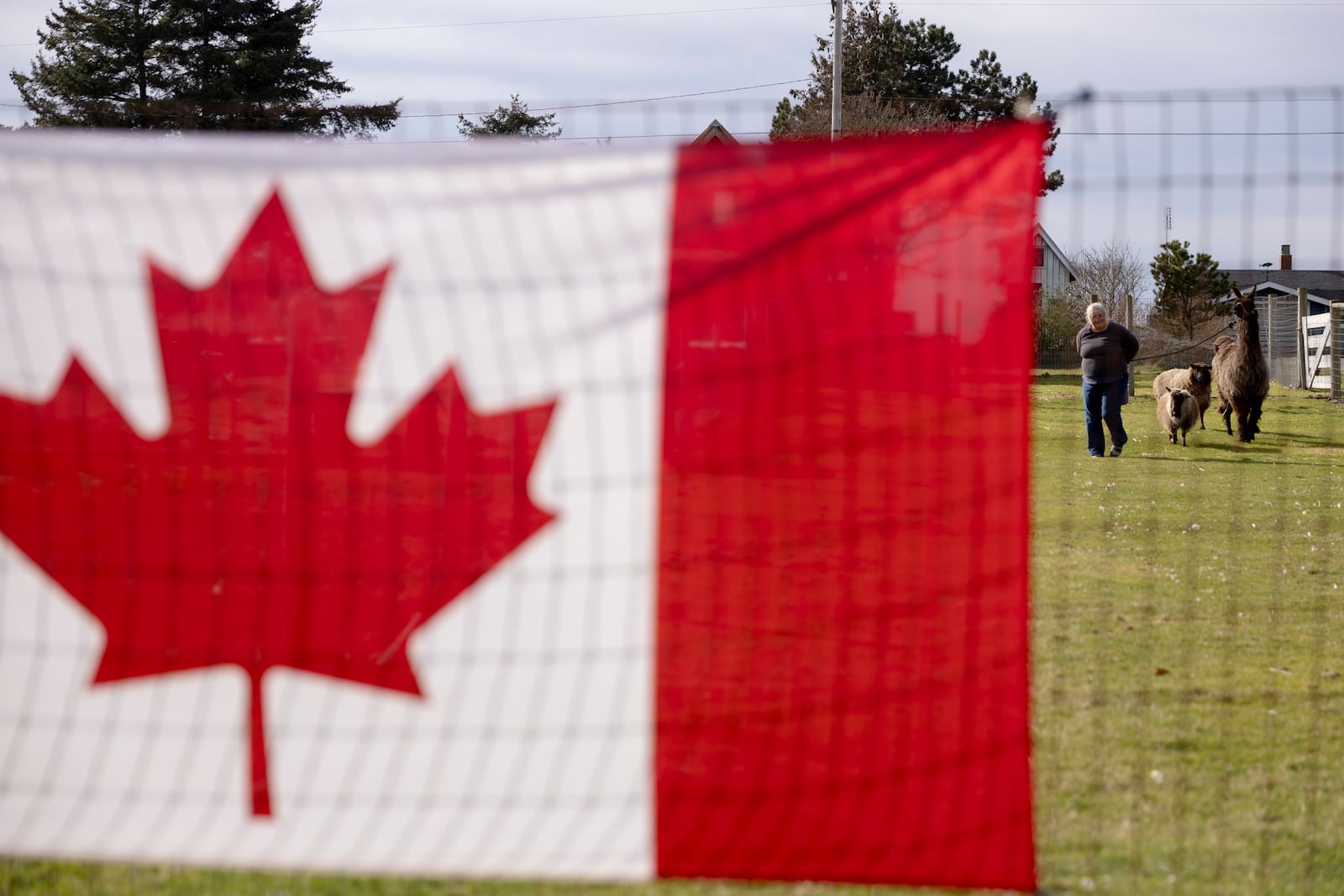 Heidi Baxter, a dual citizen of Canada and the United States, walks her llama, Lily, and goats at her home, Saturday, March 1, 2025, in Point Roberts, Wash. (AP Photo/Ryan Sun)