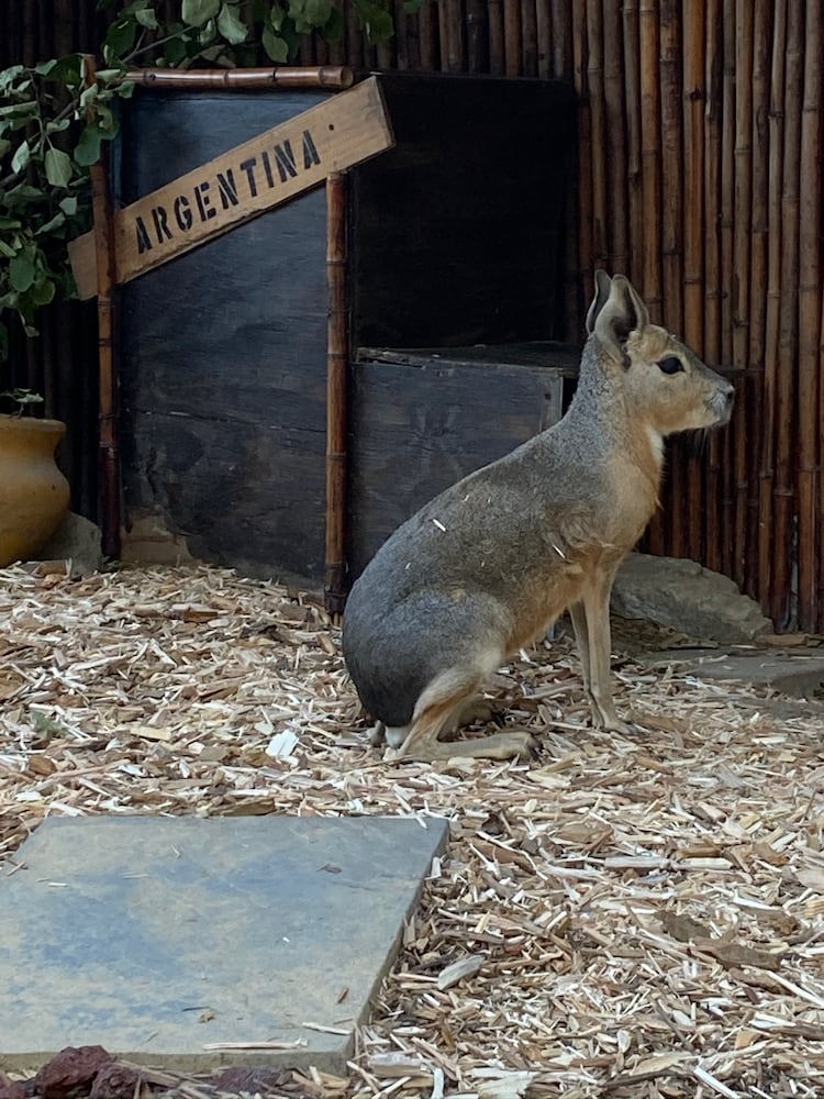 PHOTOS: Wild Hearts African Farm is a little slice of paradise