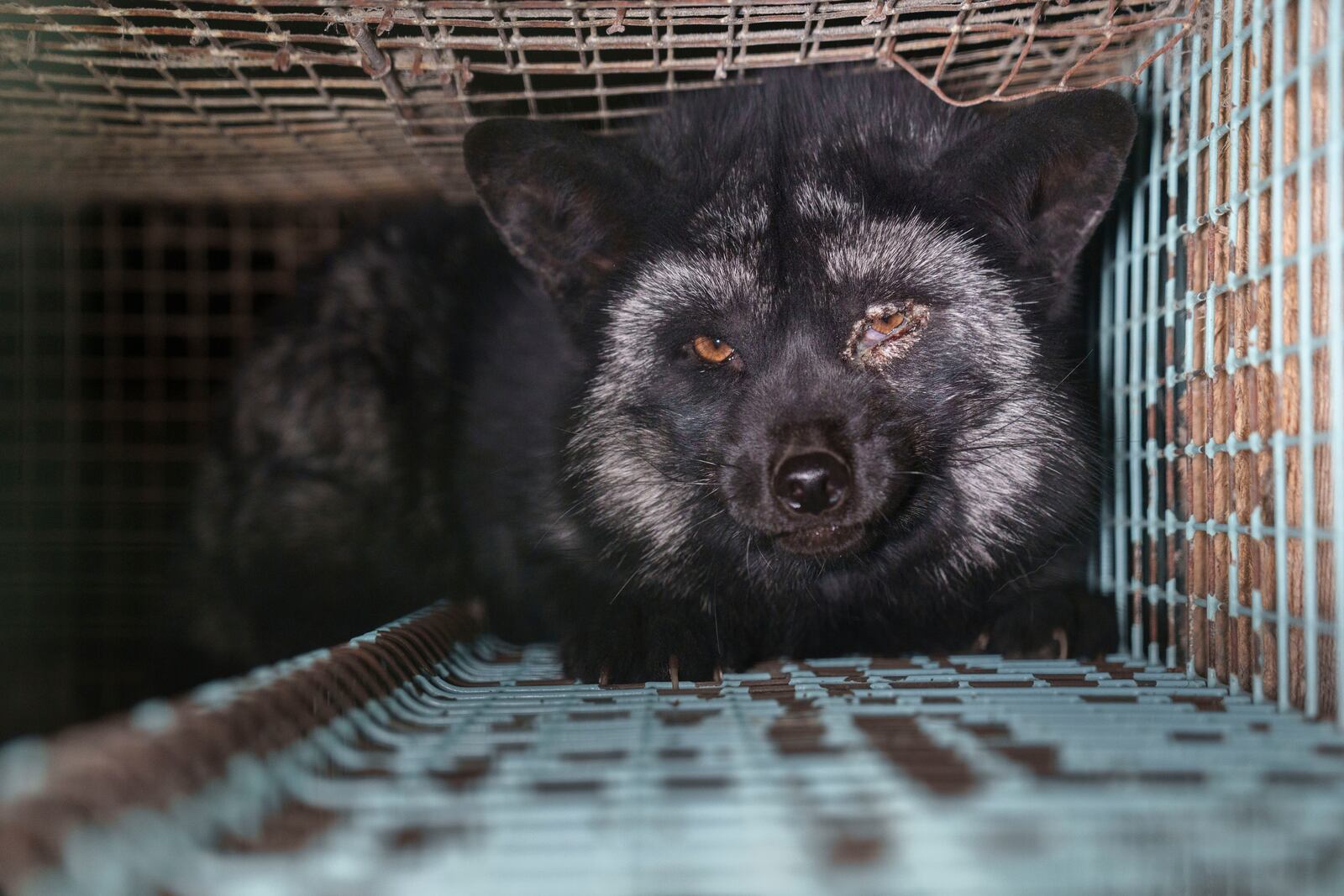 This photo provided by Humany Society International shows a fox inside a cage at a fur farm in western Finland, in late October 2024. (Humany Society International/Oikeutta Elaimille via AP)