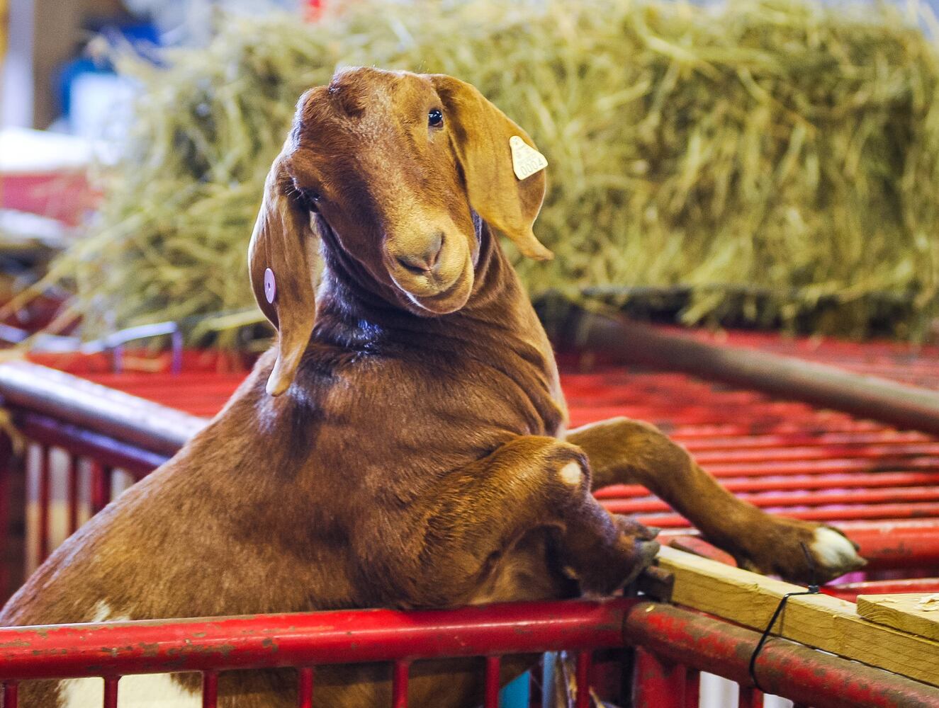 Scenes from the Butler County Fair 2019