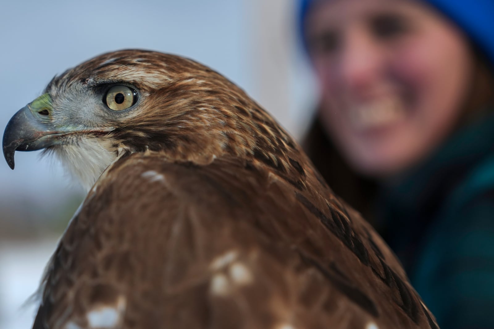 Stephanie Stevens, right, holds onto her red-tailed hawk Alexie Echo-Hawk on Sunday, Feb. 16, 2025, at her home in Green Bay, Wis. (AP Photo/Joshua A. Bickel)