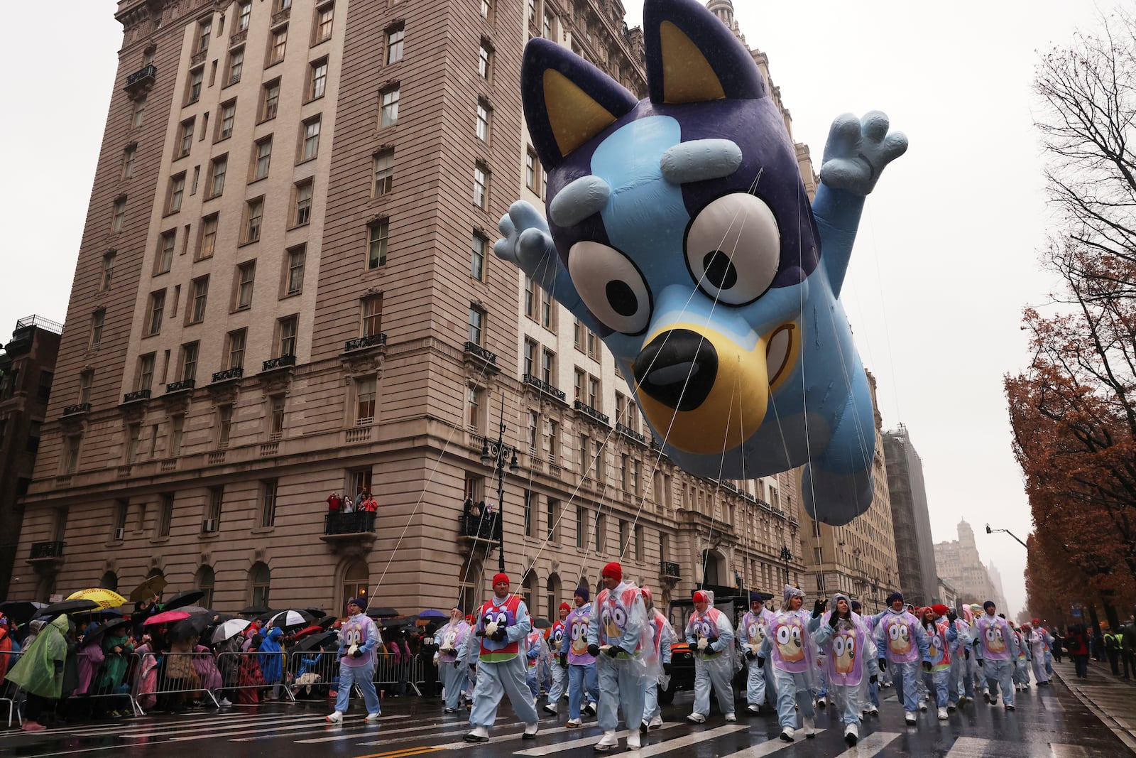 Handlers pull the Bluey balloon down Central Park West during the Macy's Thanksgiving Day Parade, Thursday, Nov. 28, 2024, in New York. (AP Photo/Yuki Iwamura)